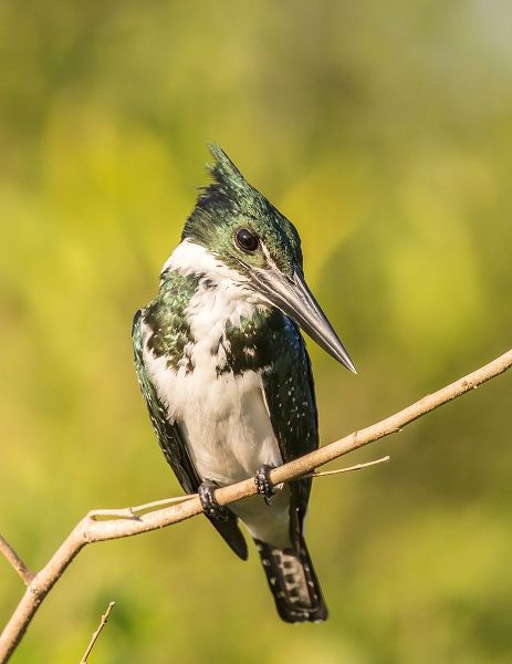 Brazil-Pantanal Amazon kingfisher bird on limb
